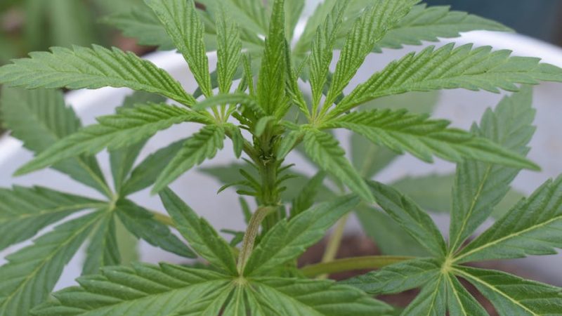 Dominican Cocaine: Prague’s Odd Find