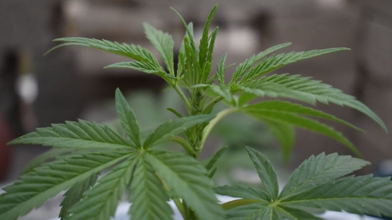 Columbian Cocaine: Prague’s Drug Standard