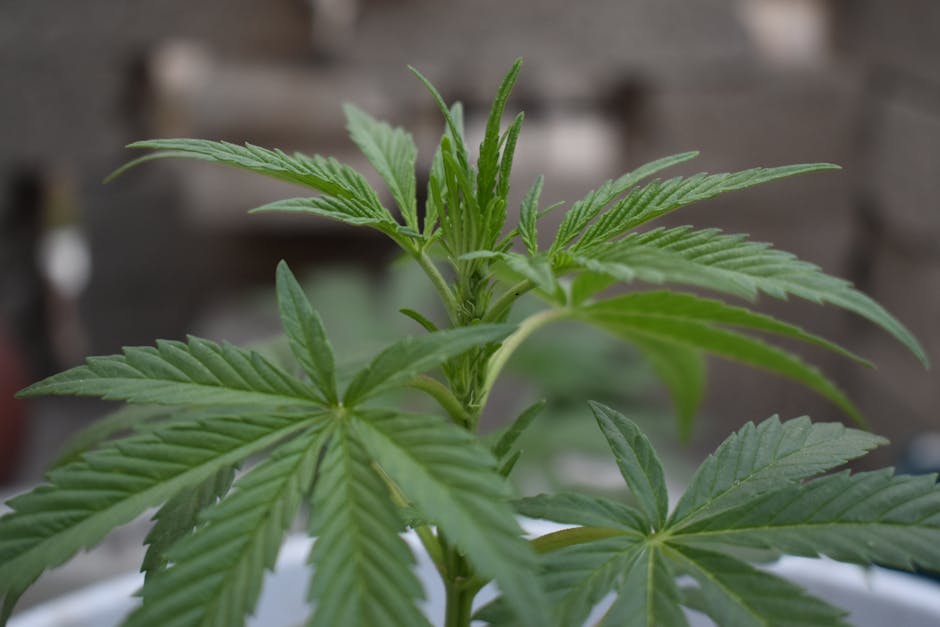 Columbian Cocaine: Prague’s Drug Standard