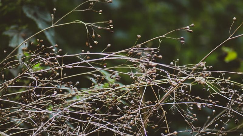 VHQ Cocaine: Prague’s Extravagant Pick