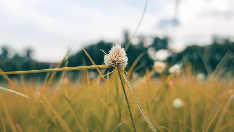 VHQ Cocaine: Prague’s Lavish Pick