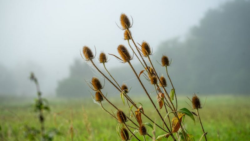 How Drugs Keep Prague’s Edge Sharp