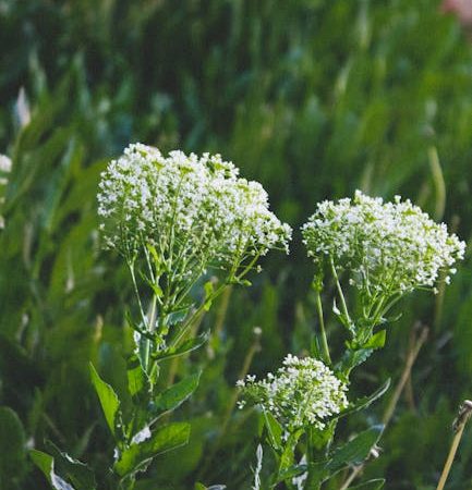 Pure Cocaine: Prague’s Flawless Choice