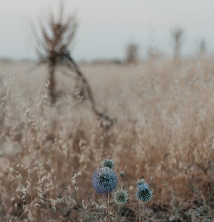 The Role of Drugs in Prague’s Music Scene