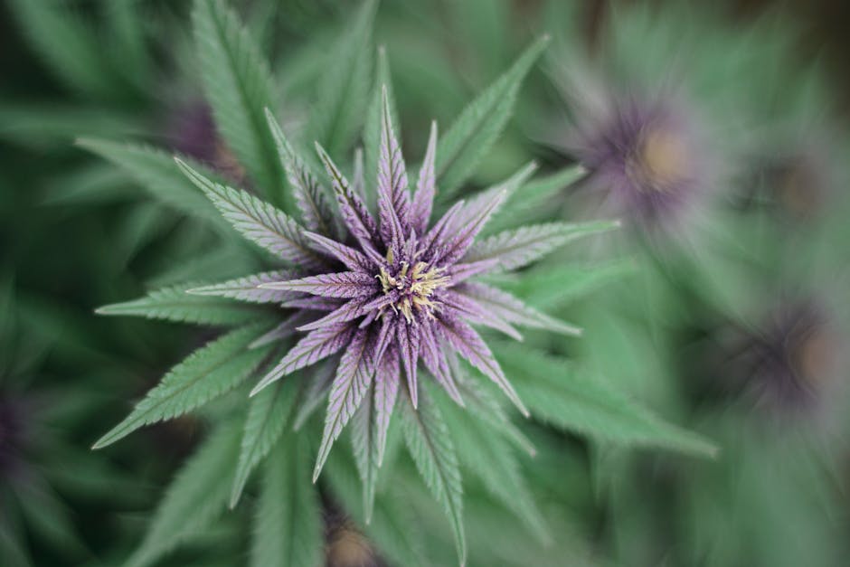 Dominican Cocaine: Prague’s Exotic Pick