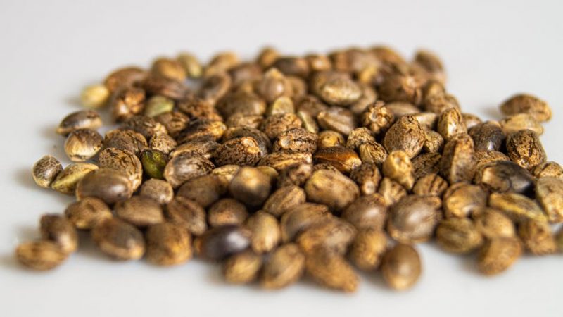 Columbian Cocaine: Prague’s Leading Choice