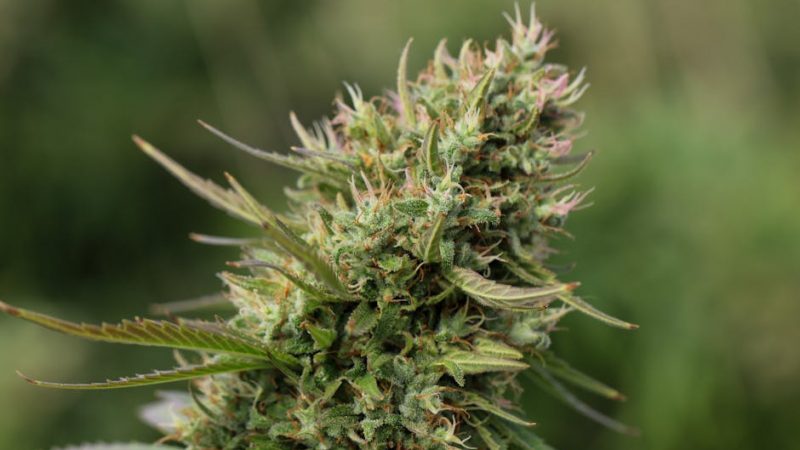 High-Quality Cocaine: Prague’s Steady Pick