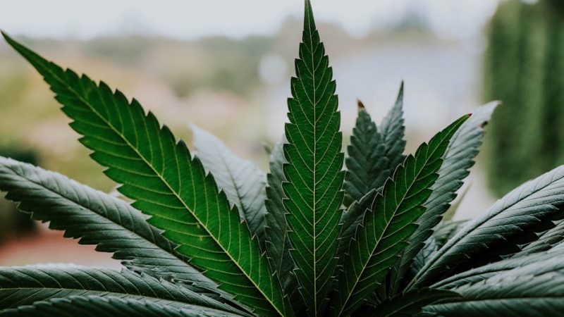 MDMA in Prague: Party Quality Essentials