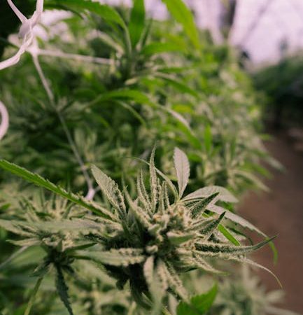 Fishscale Cocaine: Prague’s Gleaming Standard